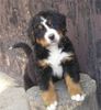 Berner Sennenhund Foto: Was ist los? (ID 26788) Berner Sennenhund Hund