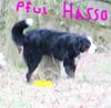 Berner Sennenhund Foto: Pfui Hasso (ID 40356) Berner Sennenhund Hund
