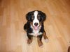 Berner Sennenhund Foto: podolsky (ID 23722) Berner Sennenhund Hund