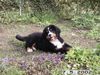 Berner Sennenhund Foto: pup (ID 4184) Berner Sennenhund Hund