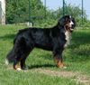 Berner Sennenhund Foto: Bonita v.d. Weyenberg (ID 3972) Berner Sennenhund Hund