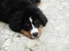Berner Sennenhund Foto: pup 020502 (ID 4471) Berner Sennenhund Hund