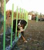 Berner Sennenhund Foto: Quinius von Wiesmadern beim Agilitytraining (ID 9334) Berner Sennenhund Hund