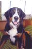 Berner Sennenhund Foto: Samantha (ID 24790) Berner Sennenhund Hund