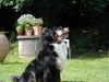Berner Sennenhund Foto: Scarlet und Bonita (ID 3974) Berner Sennenhund Hund