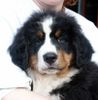 Berner Sennenhund Foto: Scarlet 2002 (ID 3977) Berner Sennenhund Hund