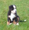 Berner Sennenhund Foto: Stella als Welpe (ID 10675) Berner Sennenhund Hund