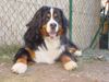 Berner Sennenhund Foto: Berner sennen vom Adlerhorst (ID 11548) Berner Sennenhund Hund