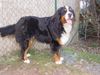 Berner Sennenhund Foto: vom Adlerhorst (ID 22109) Berner Sennenhund Hund