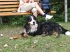 Berner Sennenhund Foto: Endlich Pause (ID 34990) Berner Sennenhund Hund