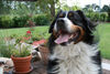 Berner Sennenhund Foto (ID 39287) Berner Sennenhund Hund