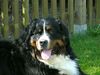 Berner Sennenhund Foto: Toni (3 Jahre) (ID 21211) Berner Sennenhund Hund
