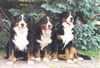 Berner Sennenhund Foto: Berner sennen vom Adlerhorst (ID 11546) Berner Sennenhund Hund