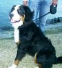 Berner Sennenhund Foto (ID 25116) Berner Sennenhund Hund