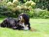 Berner Sennenhund Foto: tis is my bernesemountaindog UTAH (ID 17164) Berner Sennenhund Hund