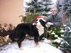 Berner Sennenhund Foto: Bald nun ist Weihnachtszeit-wir üben schon mal...... (ID 42907) Berner Sennenhund Hund