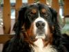 Berner Sennenhund Foto: Potterjoe uut't waarkhuus (ID 4642) Berner Sennenhund Hund