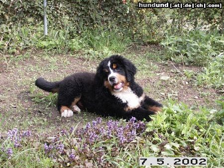 Berner Sennenhund Hunde Foto 4184 Berner Sennenhund pup