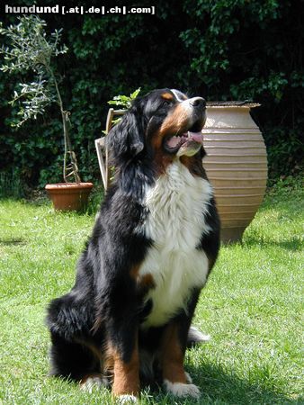 Berner Sennenhund Hunde Foto 3973 Berner Sennenhund Bonita v.d. Weyenberg