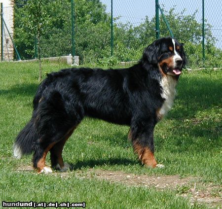 Berner Sennenhund Hunde Foto 3972 Berner Sennenhund Bonita v.d. Weyenberg