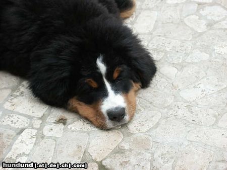 Berner Sennenhund Hunde Foto 4471 Berner Sennenhund pup 020502