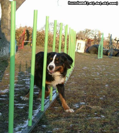 Berner Sennenhund Hunde Foto 9334 Berner Sennenhund Quinius von Wiesmadern beim Agilitytraining