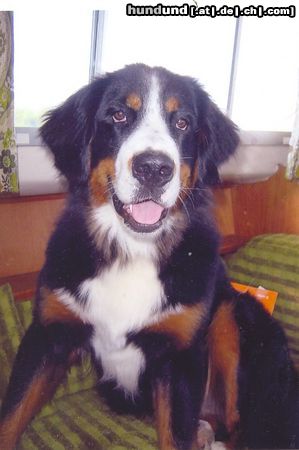 Berner Sennenhund Hunde Foto 24790 in höherer Auflösung ansehen Berner Sennenhund Samantha