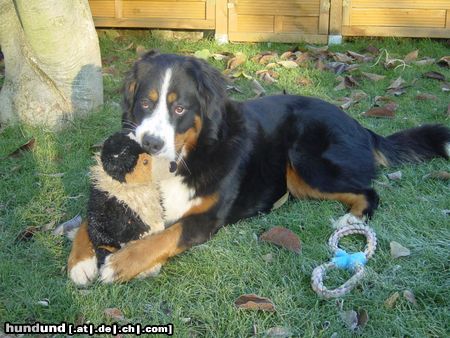 Berner Sennenhund Hunde Foto 25378 in höherer Auflösung ansehen Berner Sennenhund Sam_Dodo