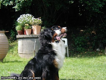 Berner Sennenhund Hunde Foto 3974 Berner Sennenhund Scarlet und Bonita