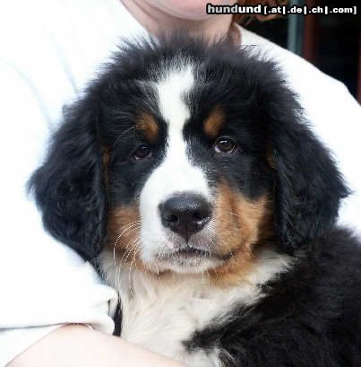 Berner Sennenhund Scarlet 2002