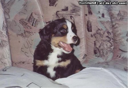 Berner Sennenhund Hunde Foto 4659 Berner Sennenhund Sheila mit 8 Wochen