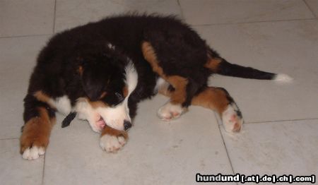 Berner Sennenhund Hunde Foto 10676 Berner Sennenhund Stella als Welpe Bild 2
