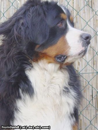 Berner Sennenhund Hunde Foto 14196 Berner Sennenhund Berner sennen vom Adlerhorst
