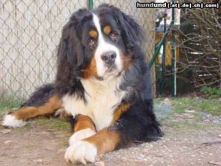 Berner Sennenhund Hunde Foto 14194 Berner Sennenhund Berner sennen vom Adlerhorst