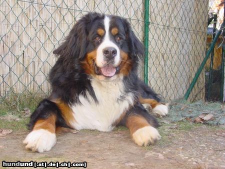 Berner Sennenhund Berner sennen vom Adlerhorst