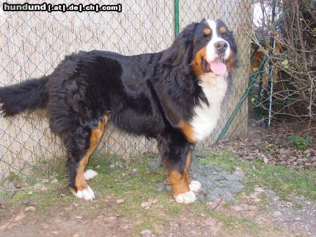 Berner Sennenhund Hunde Foto 22109 in höherer Auflösung ansehen Berner Sennenhund vom Adlerhorst