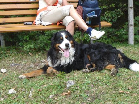 Berner Sennenhund Hunde Foto 34990 Berner Sennenhund Endlich Pause