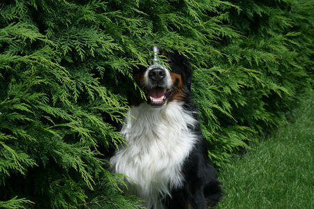 Berner Sennenhund Hunde Foto 39286 in höherer Auflösung ansehen Berner Sennenhund