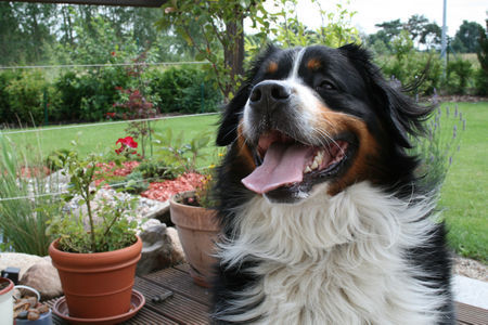 Berner Sennenhund Hunde Foto 39287 in höherer Auflösung ansehen Berner Sennenhund