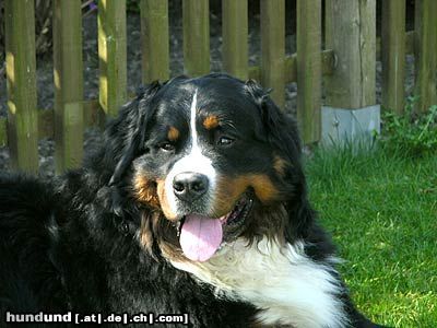 Berner Sennenhund Hunde Foto 21211 in höherer Auflösung ansehen Berner Sennenhund Toni (3 Jahre)