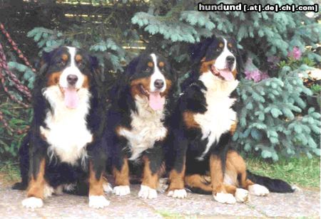 Berner Sennenhund Hunde Foto 11546 Berner Sennenhund Berner sennen vom Adlerhorst