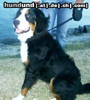Berner Sennenhund Hunde Foto 25116 Berner Sennenhund