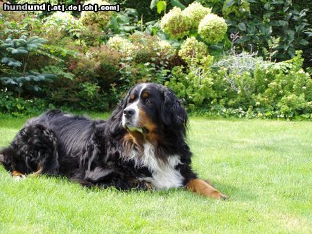 Berner Sennenhund Hunde Foto 17164 Berner Sennenhund tis is my bernesemountaindog UTAH