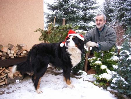 Berner Sennenhund Bald nun ist Weihnachtszeit-wir üben schon mal......