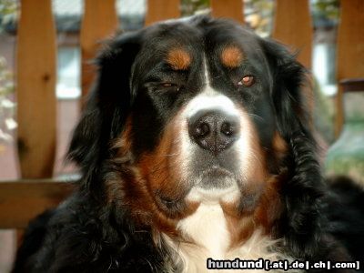 Berner Sennenhund Potterjoe uut't waarkhuus