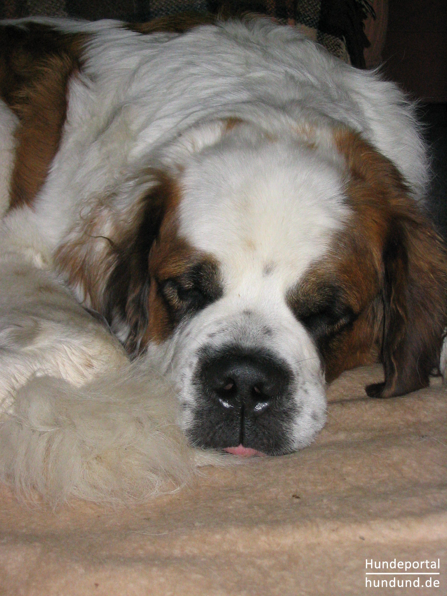 Bernhardiner, St. Bernhardshund Foto 20068 - Hundund.de
