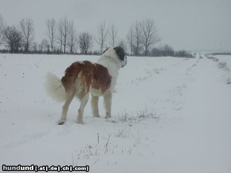 Bernhardiner Winterspaziergang mit Dux