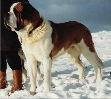 Bernhardiner Hunde Foto 246 Bernhardiner