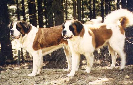 Bernhardiner Hunde Foto 248 Bernhardiner