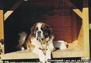 Bernhardiner unseren Bernhardiner Cäsar in seiner Hundehütte!